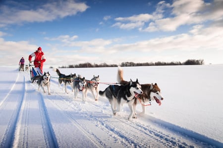 5 Reindeers in the snow