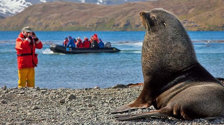 8-13 Antarctic_South Georgia and Falklands Island