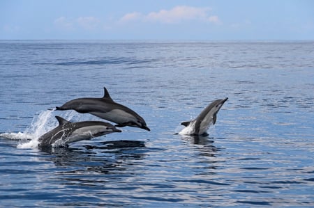 6,7 Corcovado National Park