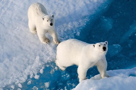 12 Arctic_Polar Bear