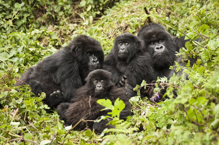 7 The hand of a Mountain gorilla in the jungles of Rwanda, Africa, holding a vine