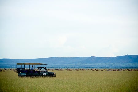 4 Cheetahs in the African savanna. Serengeti National Park. Tanzania. Africa.