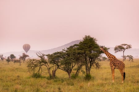 1 Three giraffe on Kilimanjaro mount background in National park of Kenya, Africa