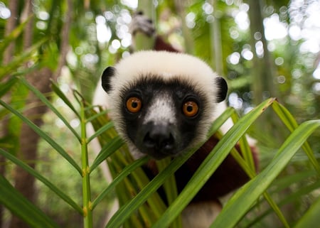 3 close-up of a ring-tailed lemur with her cute babies