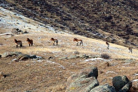 8 Mongolia_Gobi Desert_Camel