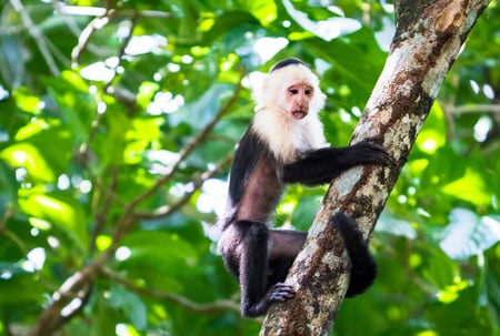 3 nature in osa peninsula costa rica