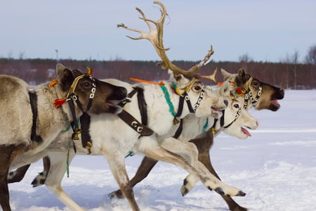 10 Reindeers in the snow