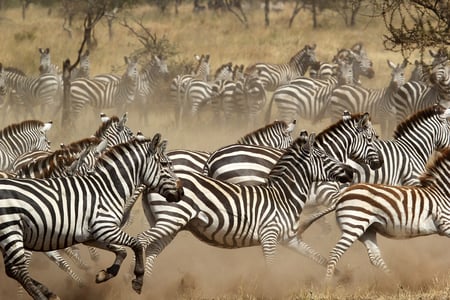 8 Cheetahs in the African savanna. Serengeti National Park. Tanzania. Africa.