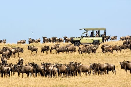 7 A migration of wildebeest in Serengeti national Park,Tanzania