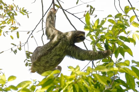 9 nature in osa peninsula costa rica