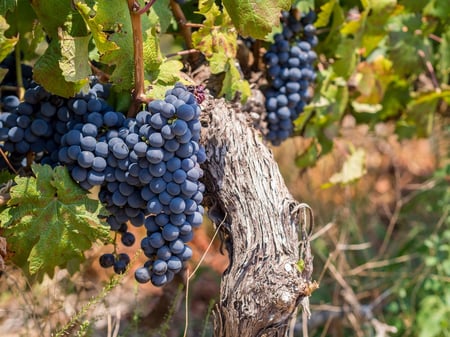 2 Grape wineland landscape lin Constantia valley, Cape Town, Western Cape, South Africa.