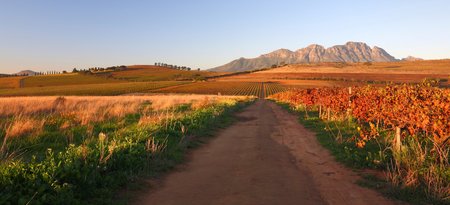 4 Grape wineland countryside landscape background of hills with mountain backdrop in Cape Town South Africa