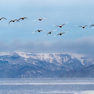 3 Courtship by dancing, pair of Red-crowned crane with open wings, winter Hokkaido, Japan