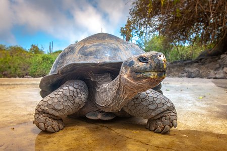 6 Island Hopping in the Galapagos | South America | Lightfoot Travel