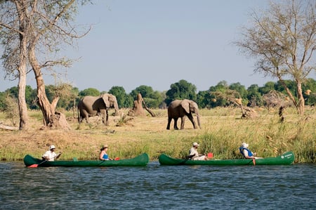 1 safari game vehicle and a lion, Hwange National Park, Zimbabwe