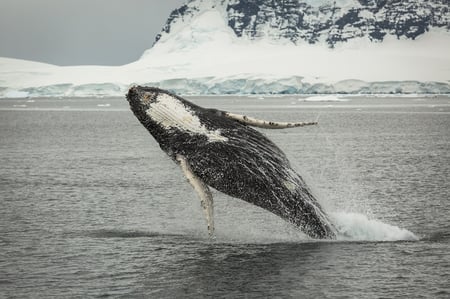 3-4 Antarctic_South Georgia and Falklands Island