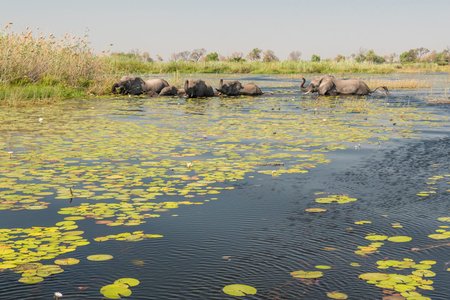 1 Okavango Delta_Overview_Elephants
