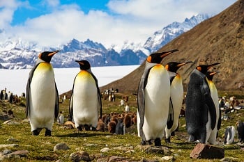 5 Antarctic_South Georgia and Falklands Island