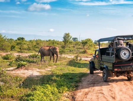 7 Elephants in river, Sri Lanka Safaris