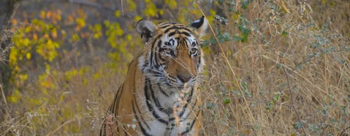 Tiger tracking in India