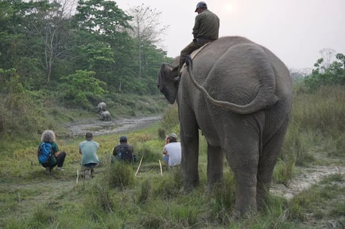 Elephant-walking-safari-rhino-spotting