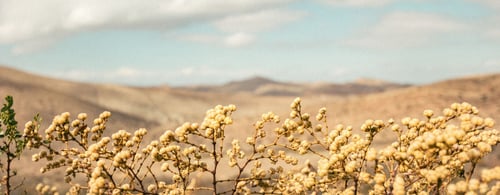 image of a desert landscape with close up of a plant in the foreground and the wilderness in the distance