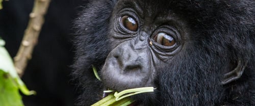 Behind the scenes at a gorilla naming day