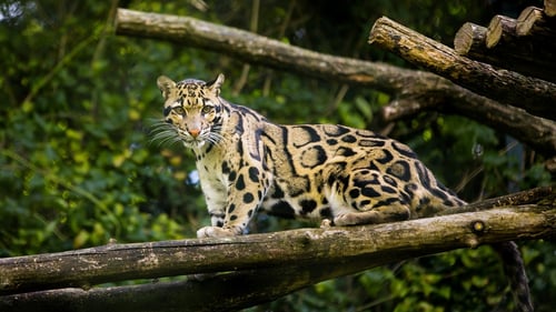 clouded leopard