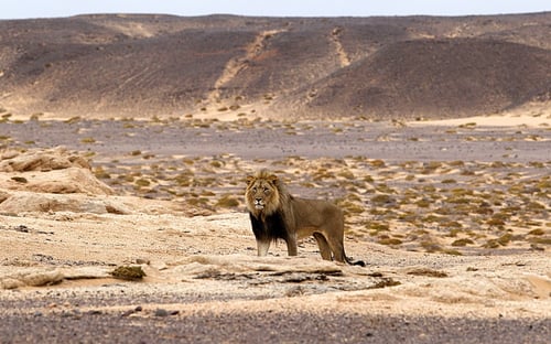 Desert-Lion-Conservation (1)