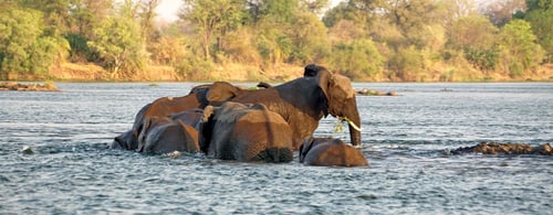 Elephant in the Zambezi River