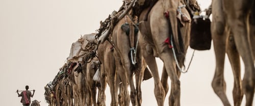 Following a camel caravan in Ethiopia