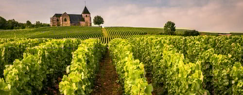 French vineyard and chateu in the distance