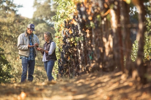 Garden Creek Vineyard