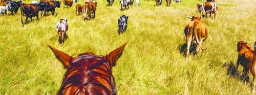 HERDING CATTLE ON HORSEBACK IN MONTANA