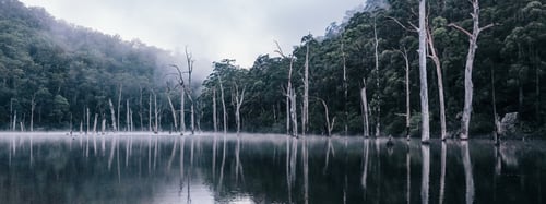 Kayaking A Sunken Forest In Kangaroo Valley