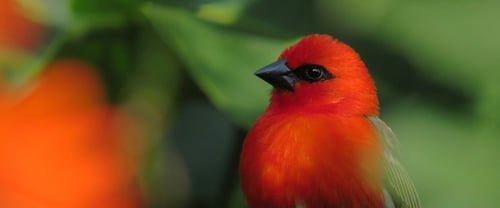 Life as a nature photographer on Mauritius