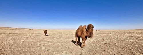 gobi desert mongolia with camel