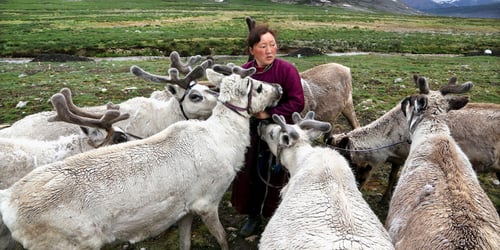 Reindeer Herders Of Mongolia