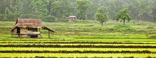 RICE PADI PLANTING IN LAOS