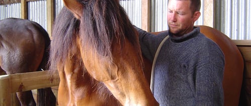 The Horse Whisperer From New Zealand