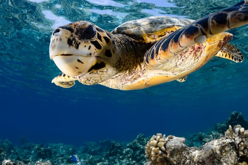 turtle maldives