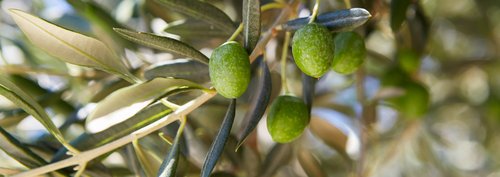 Close up of olives on olive tree