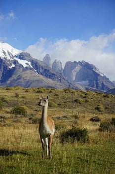 Wild-Guanaco-in-Las-Torres-National-Park (1)