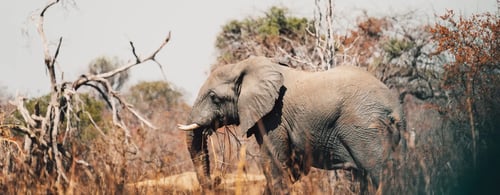 close up of elephant in Zambia national park