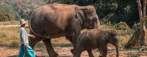 Two elephants walking in the golden Triangle Thailand