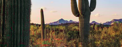 Sonoran Desert scene, featuring prominent saguaro cacti at sunset