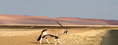 Oryx walking through Sossusvlei Namibia