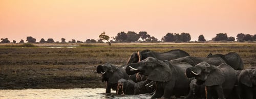 Herd of elephants drinking water at sunset, luxury holidays to Botswana