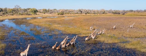 Giraffes in the Okavango Delta Botswana, luxury safaris Botswana