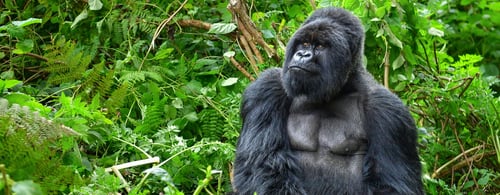 A silverback mountain gorilla in a rainforest in Rwanda